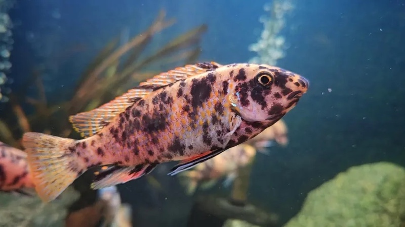 Labeotropheus trewavasae 'Lundo Island'